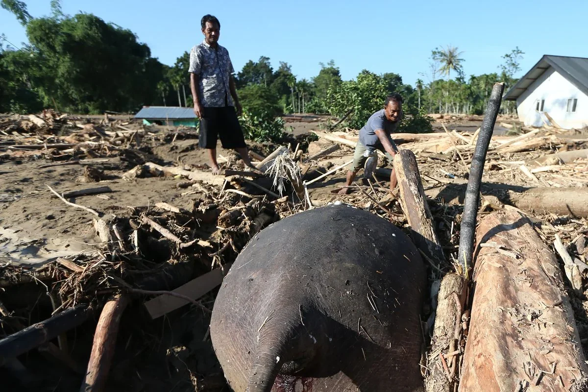 Terdampak Banjir Bandang, Bangkai Gajah Tertimbun Kayu dan Lumpur di Aceh