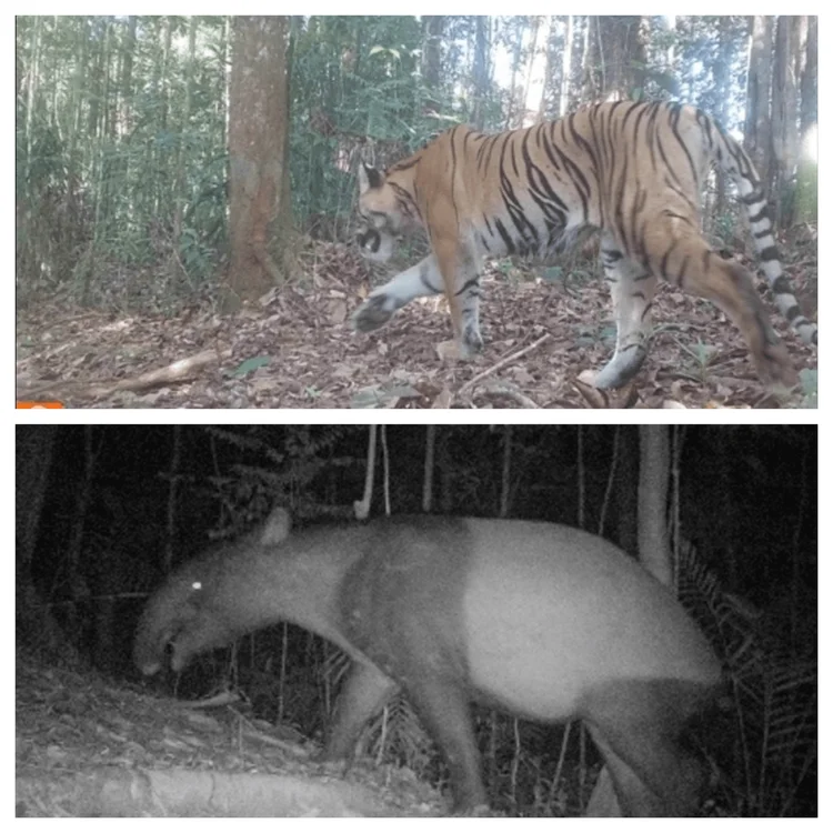 Terekam 42 Harimau di Bengkulu, Ancaman terhadapnya Masih Tinggi