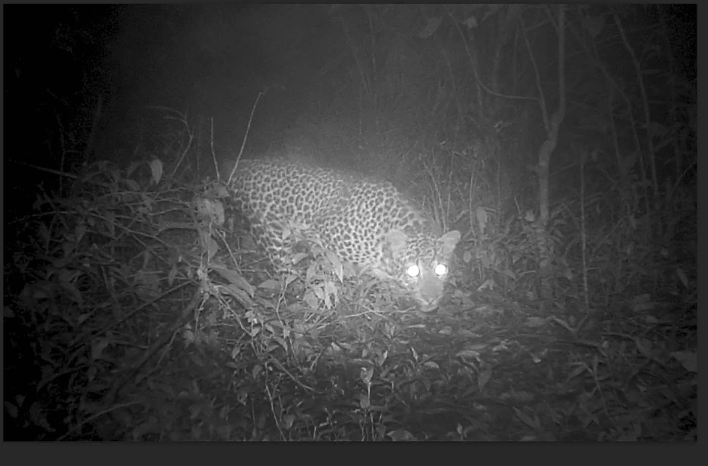 Terekam Kamera, Macan Tutul Jawa masih Jaga Hutan Gunung Lawu