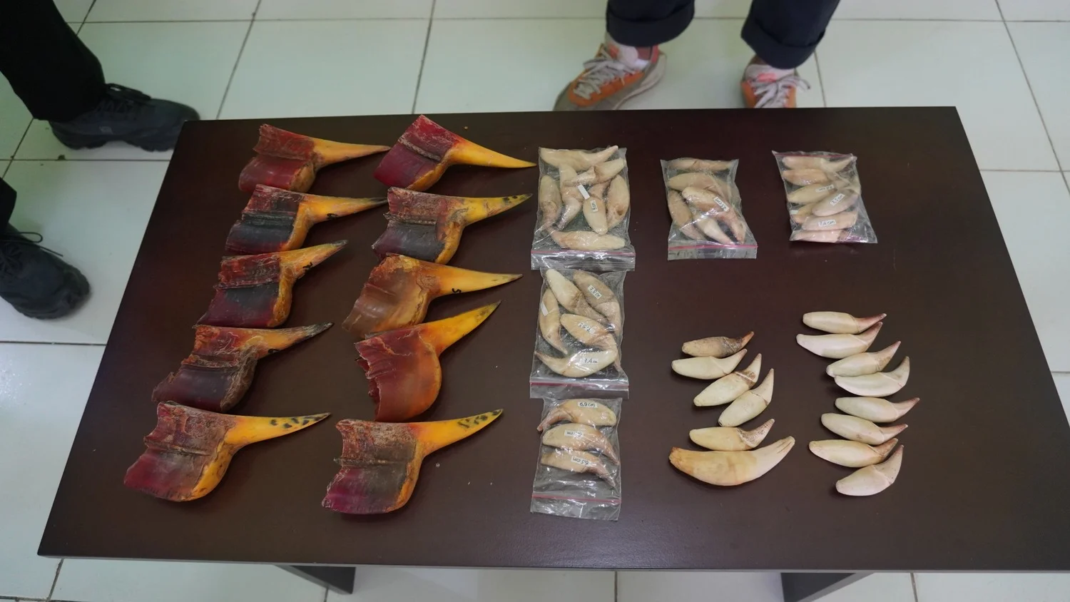 Terjadi Berulang, Pengiriman Taring Beruang dan Paruh Rangkong Digagalkan