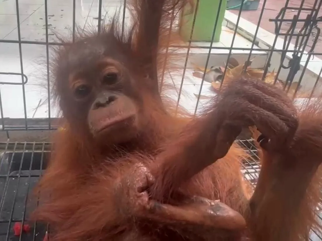 Dewa individu anakan orangutan saat diserahkan kepada BKSDA Kalimantan Tengah FotoBKSDA Kalimantan Tengah - Terjebak di A...