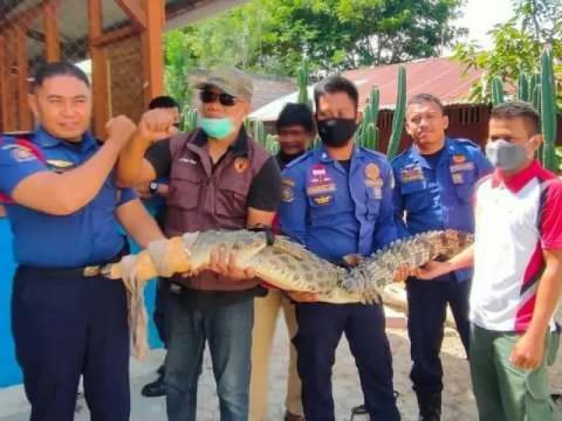 Terjebak di Karamba Udang, Seekor Buaya Diserahkan ke BKSDA Sulteng