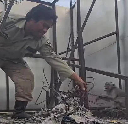 Terjerat Kabel di Pos Polisi, Monyet Ekor Panjang Berhasil Dievakuasi