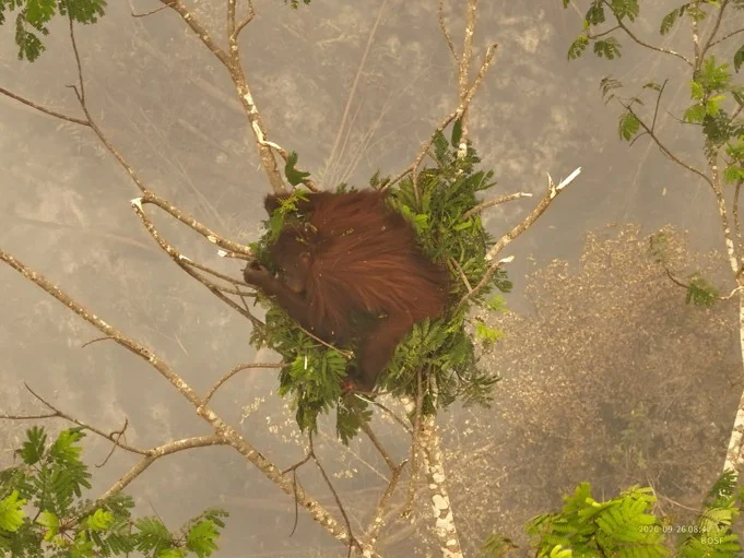 Terkurung Api Karhutla, Orangutan Novita Dievakuasi dengan Luka Bakar di Tangan dan Kakinya