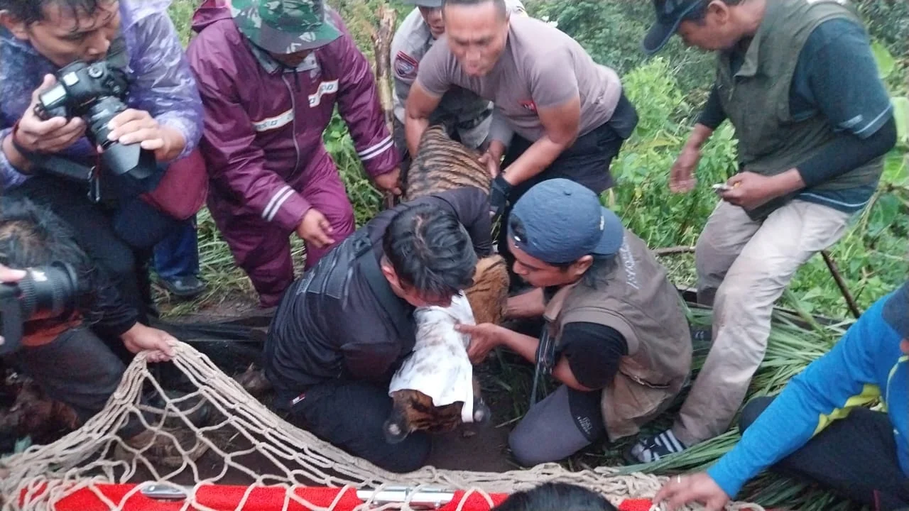 Terlilit Jerat di Leher hingga Kaki, Anak Harimau Sumatera Diselamatkan di Agam