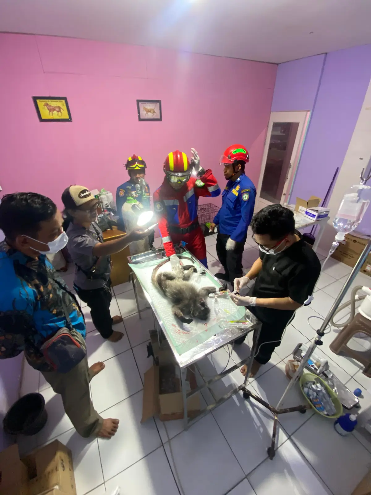 Penanganan medis terhadap lutung yang diduga korban tabrak lari di Kabupaten Kotim. | Foto: BKSDA Kalteng