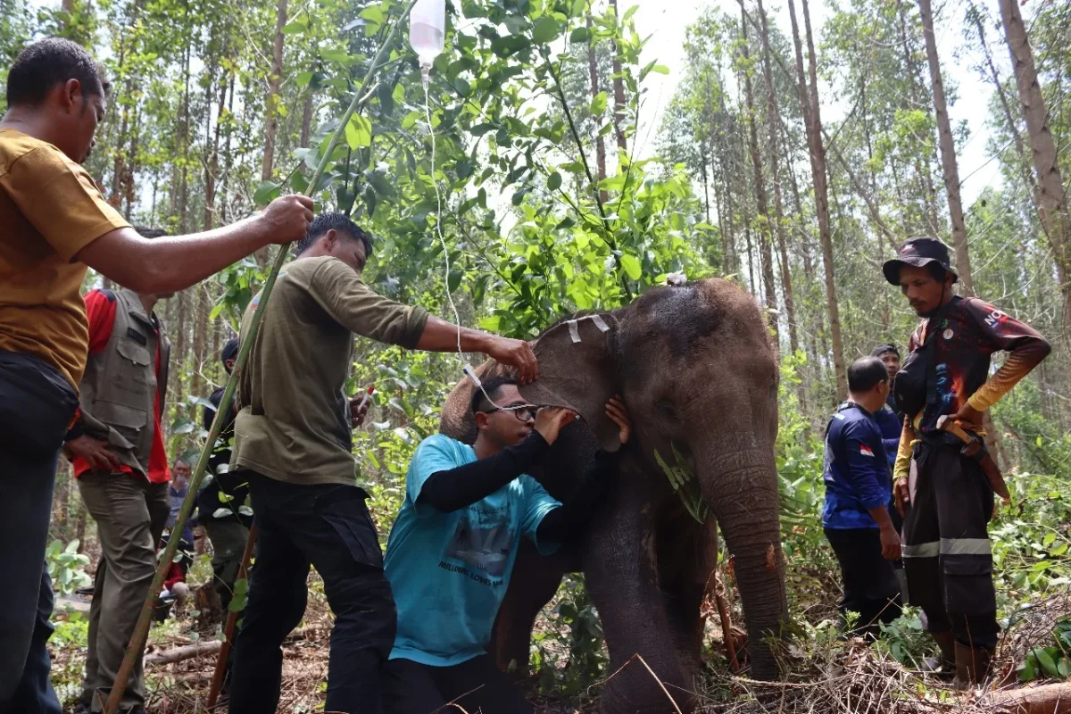 Terluka karena Jerat Nilon, Seekor Anak Gajah Sumatera Diselamatkan di Tesso Tenggara