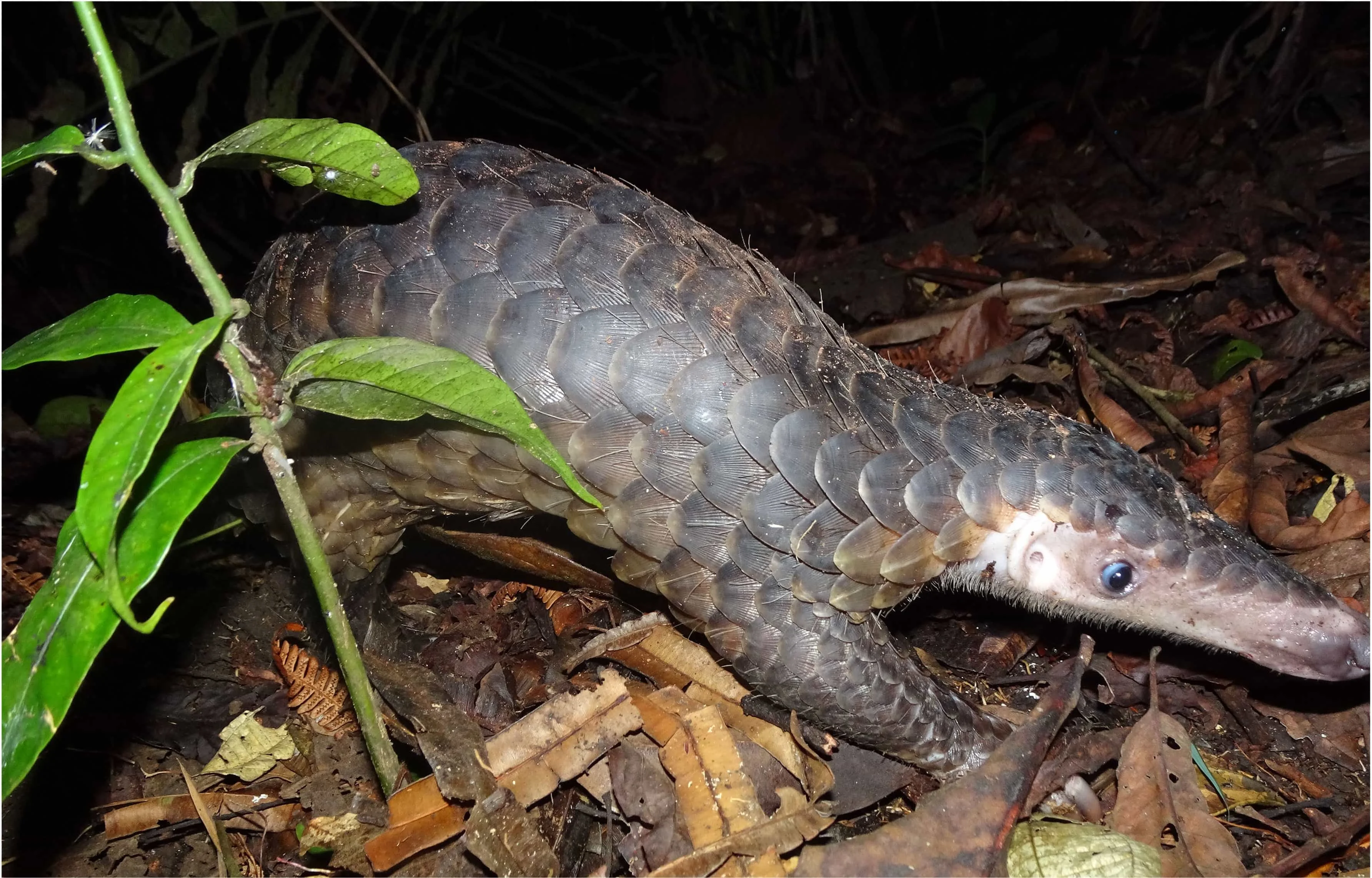 Ilustrasi trenggiling Manis javanica satu-satunya mamalia bersisik yang bagian tubuhnya kerap diperdagangkan Foto Wildlif...