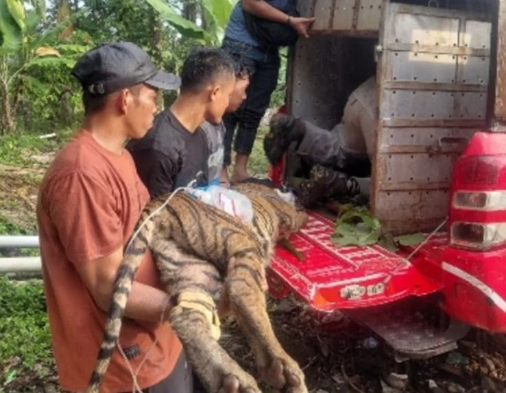 Proses pengangkutan harimau sumatera yang masuk perangkap BKSDA Aceh dan dievakuasi ke kandang habituasi untuk diobservasi...