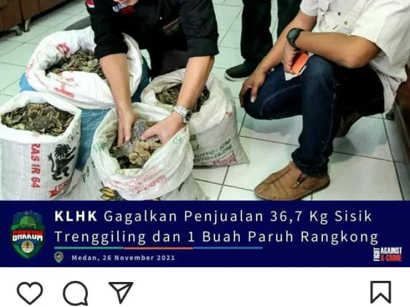 Tersangka Perdagangan Satwa 36,7 Kg Sisik Trenggiling Diringkus di Deliserdang