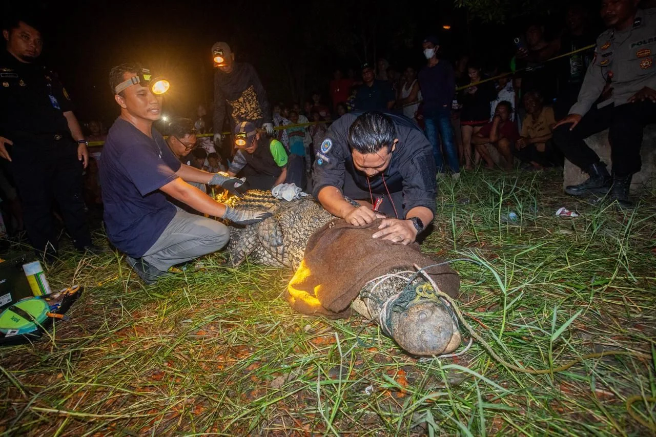 Tersangkut Jaring Nelayan, Buaya Muara Sepanjang 4,5 Meter Dievakuasi