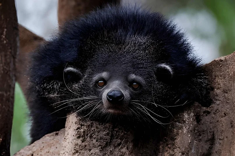 Ilustrasi binturong Arctictis binturong spesies terbesar dalam famili Viverridae Foto ShutterstockRiadi Pracipta66 - Teru...