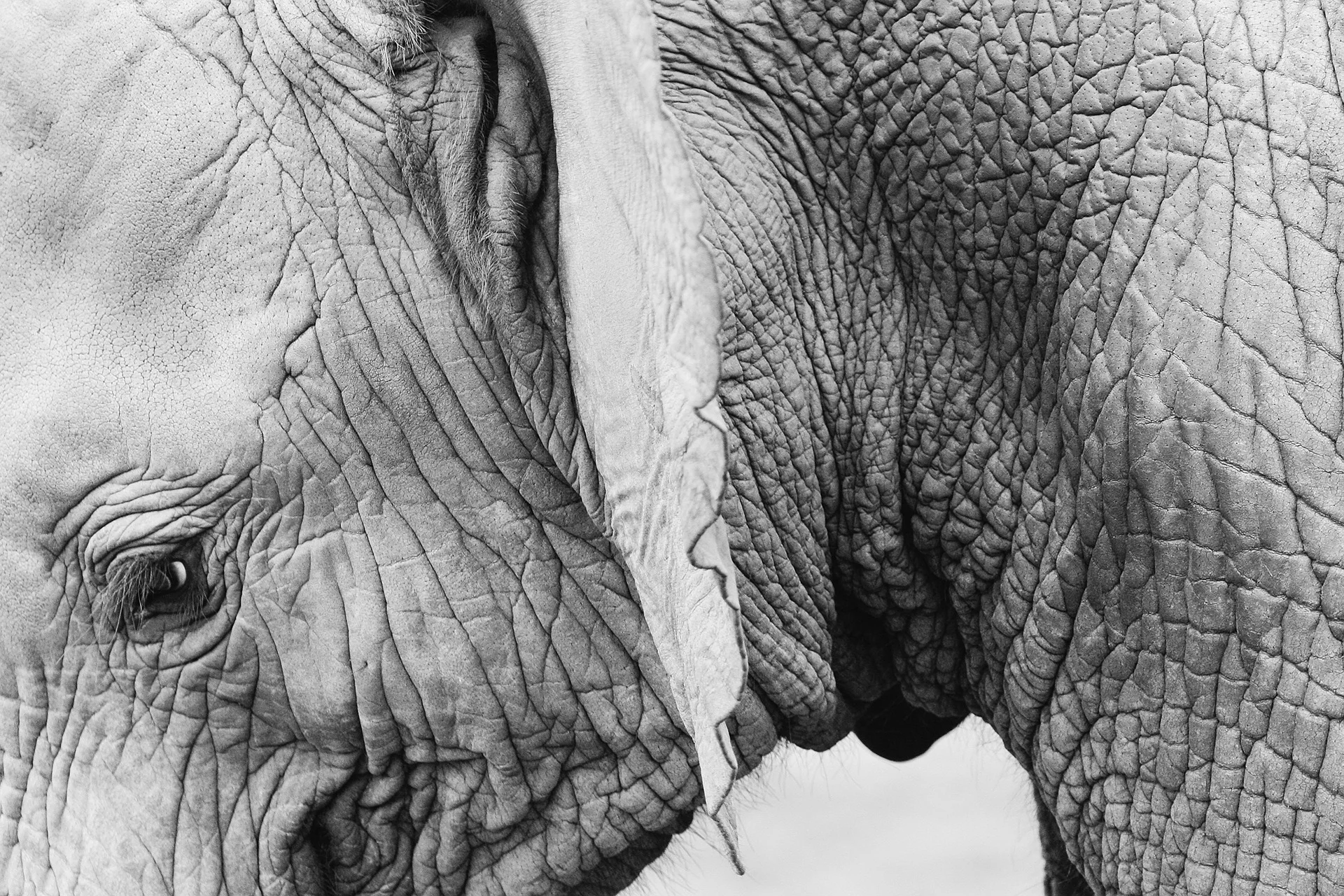 Ilustrasi wajah gajah sumatera Foto JaymantriPixabay - Tidak Ada yang Dirayakan di Hari Gajah Sedunia