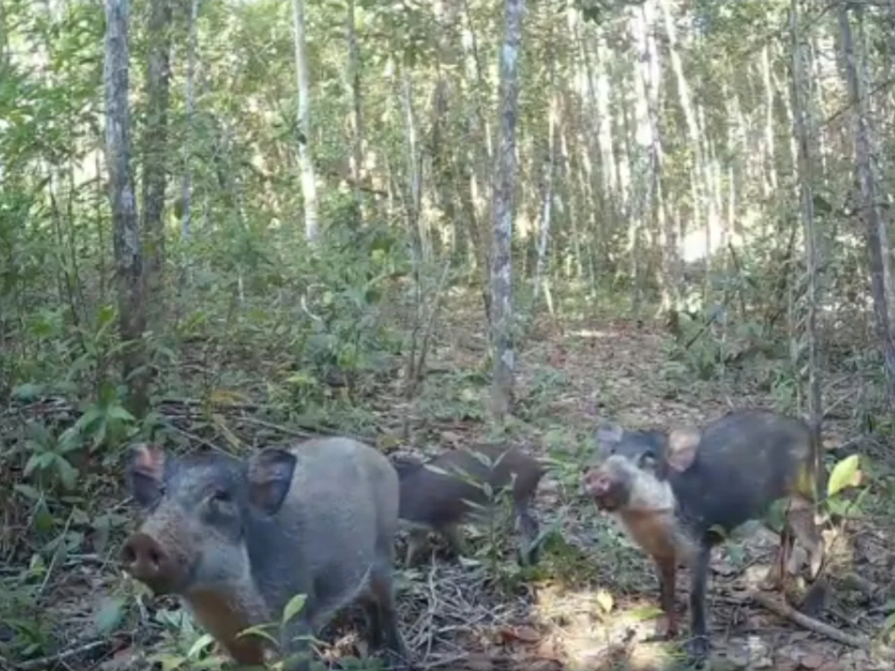 Babi kuti bawean yang terekam kamera jebak Foto BBKSDA Jawa Timur - Tidak Tercantum dalam Regulasi Babi Kutil Bawean Teta...