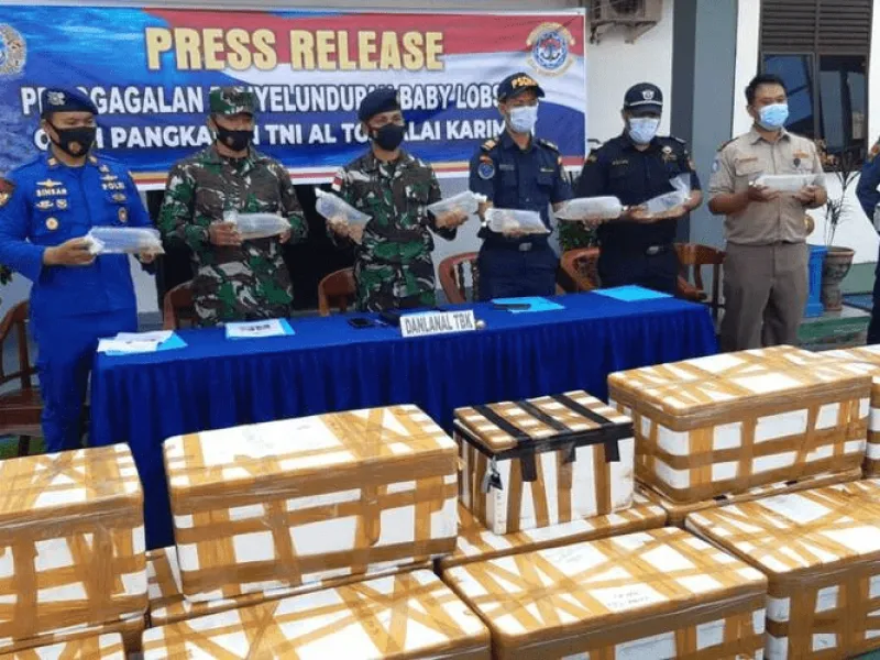 Tim F1QR Lanal TBK Gagalkan Penyelundupan Benur Senilai Rp 12 Milyar
