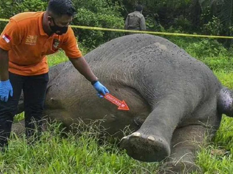 Tim Khusus Dibentuk Guna Usut Kasus Kematian Gajah Tanpa Kepala