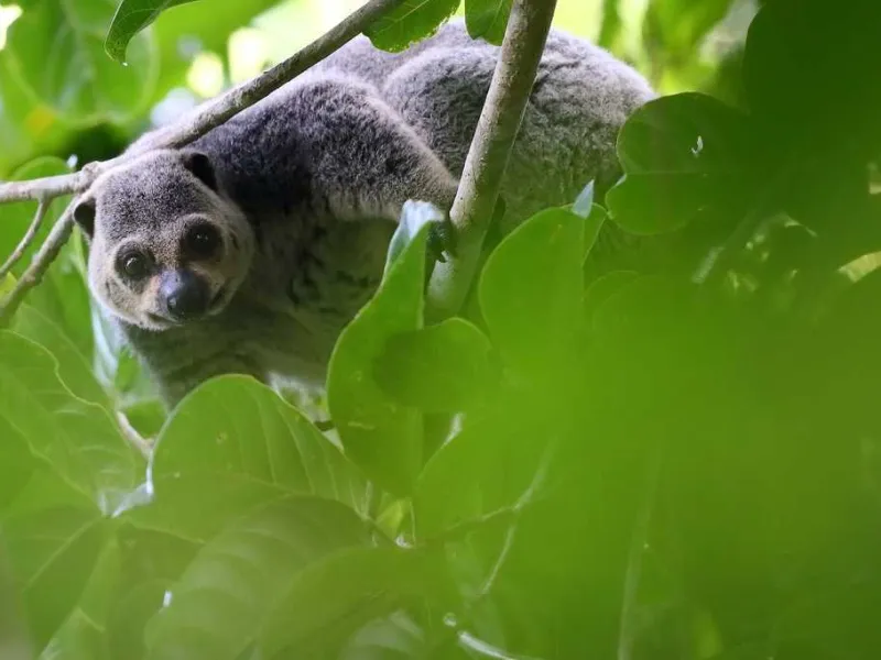 Kuskus beruang talaud kini berada di ambang kepunahan dengan status kritis critically endangered Foto carlosbocosiNatural...