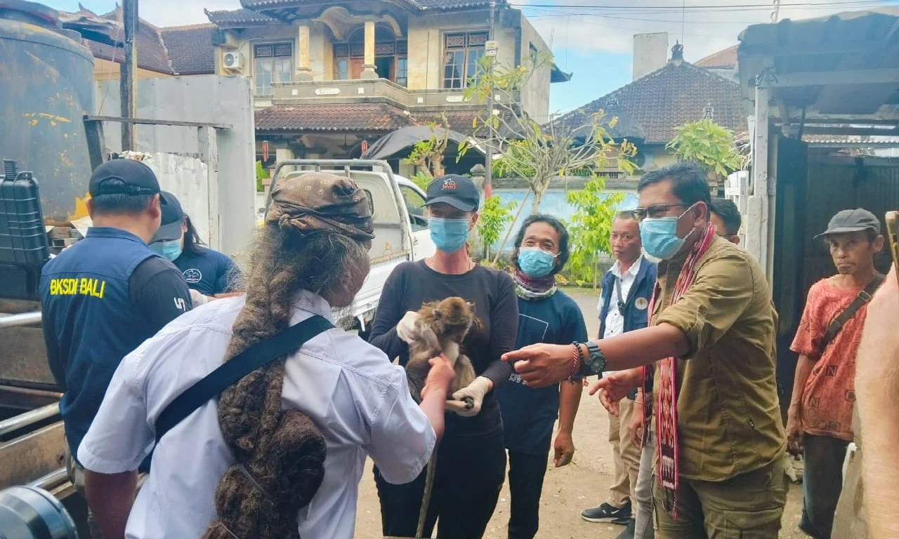 Evakuasi monyet ekor panjang yang dilakukan BKSDA Bali Foto BKSDA Bali - Tok Provinsi Bali Larang Warga Pelihara Monyet E...