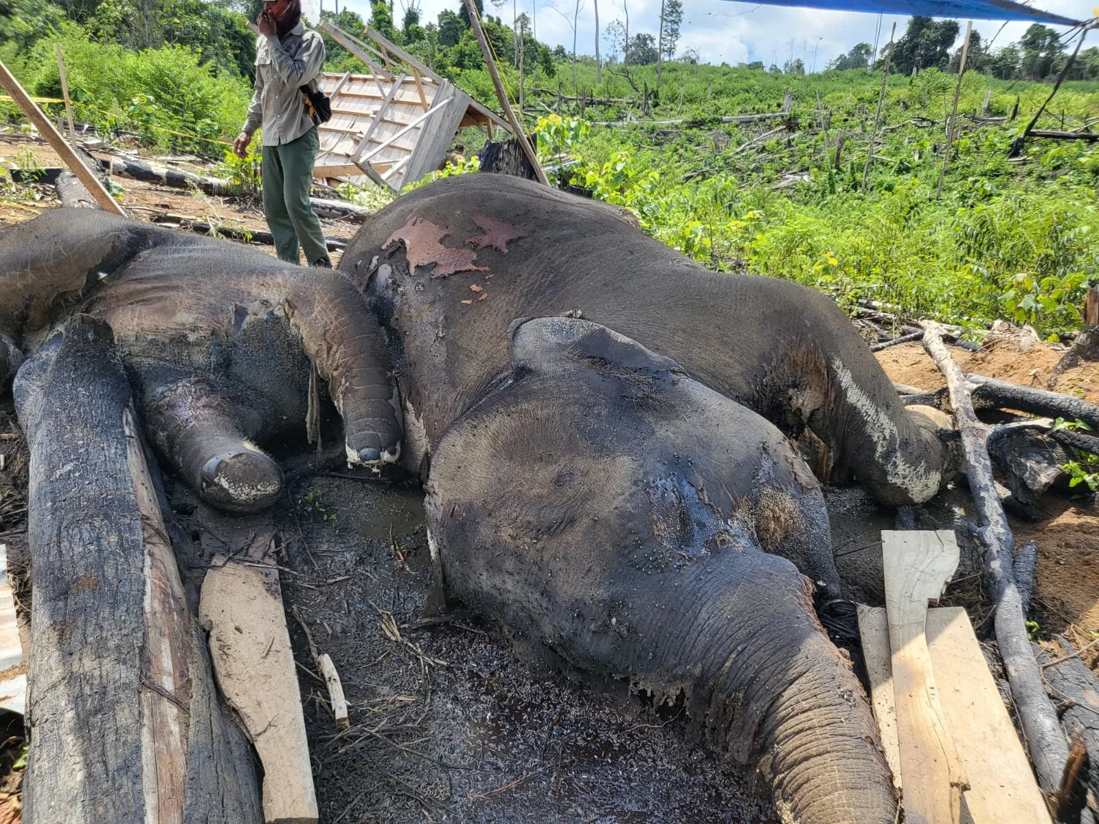 Toksikologi IPB: Dua Gajah Sumatera Mati di Bengkulu Akibat Zat Kimia Berbahaya
