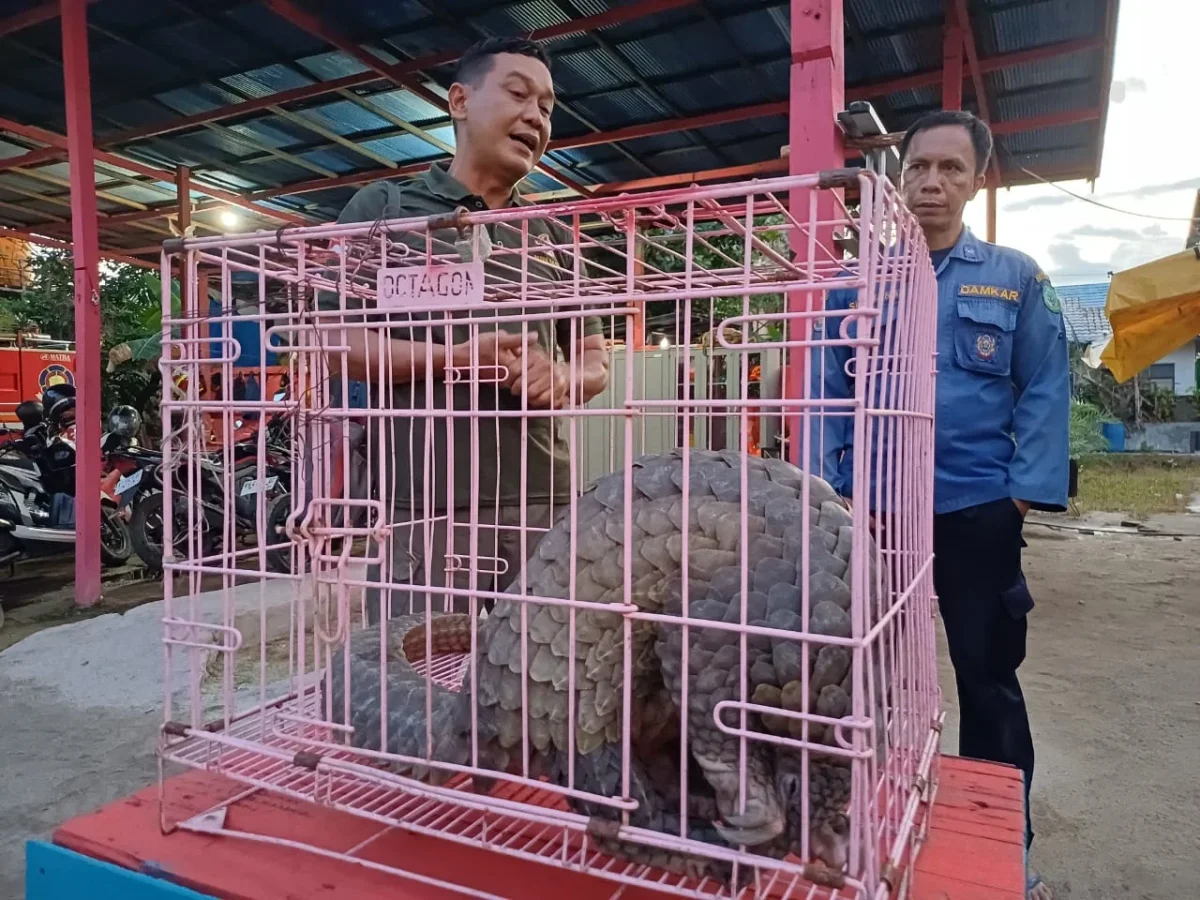 Trenggiling Ditemukan dalam Peti Kemas di Pelabuhan, BKSDA: Bukan Penyelundupan