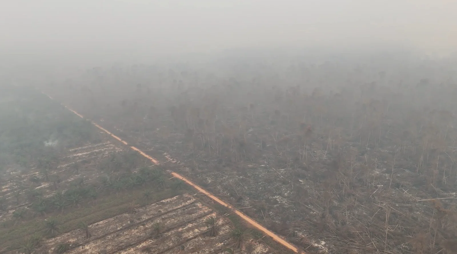 Area terbakar di salah satu konsesi perkebunan sawit Foto Istimewa - Tuan Lahan Membara