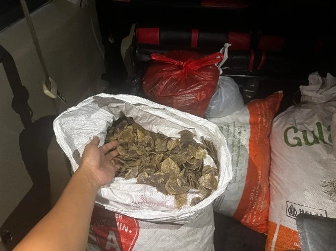 Upaya Perdagangan Lagi, Kini 80 Kilogram Sisik Trenggiling Nyaris Dipasarkan