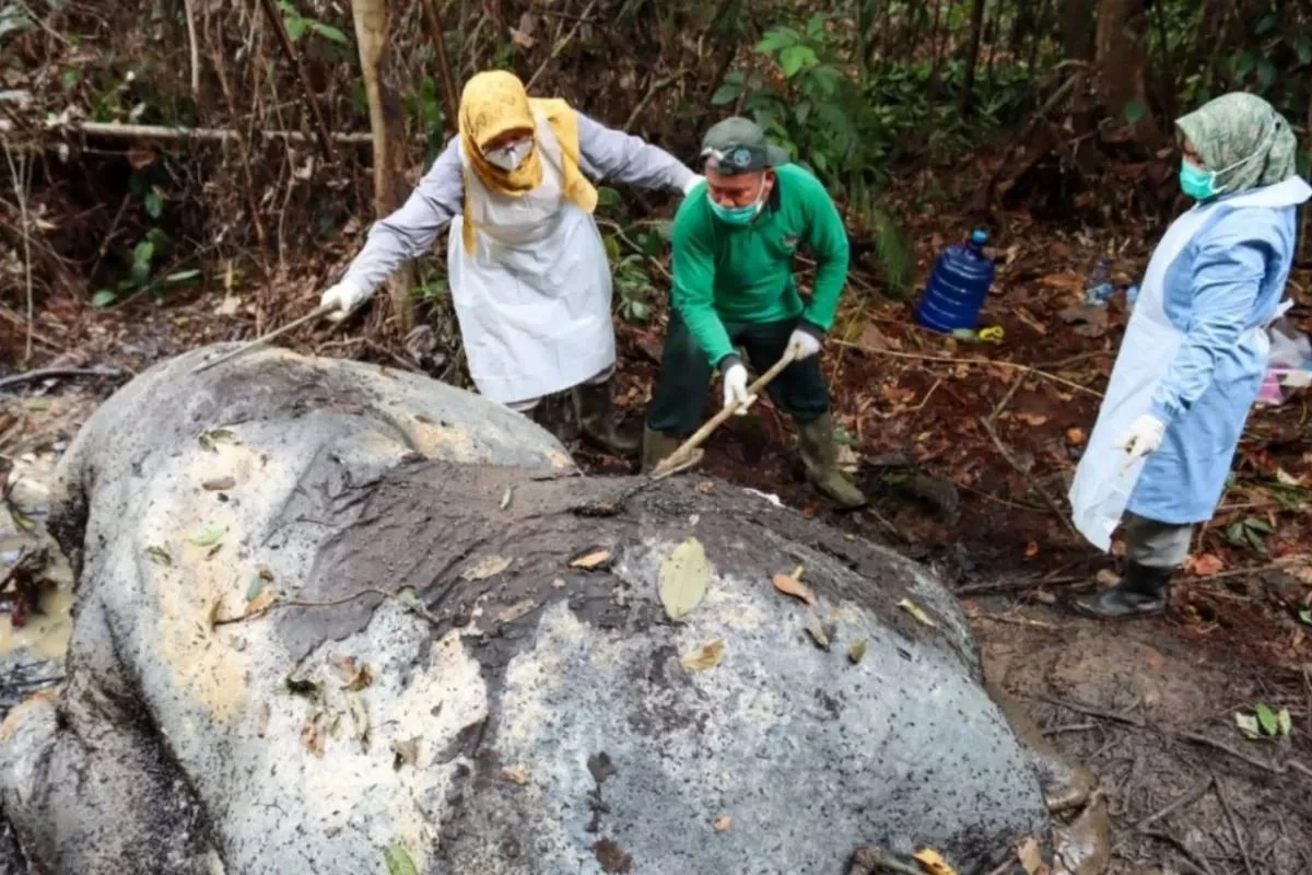 Tim medis melakukan proses nekropsi terhadap seekor gajah sumatra yang ditemukan mati tanpa kepala dan gading Foto BBKSDA...