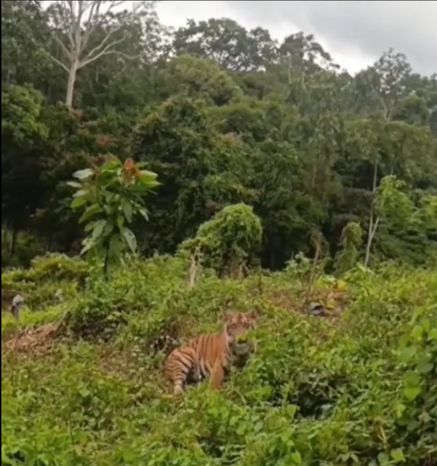 Video Harimau Sumatera di Gayo Lues Viral, BKSDA Imbau Warga Tidak Mendekat