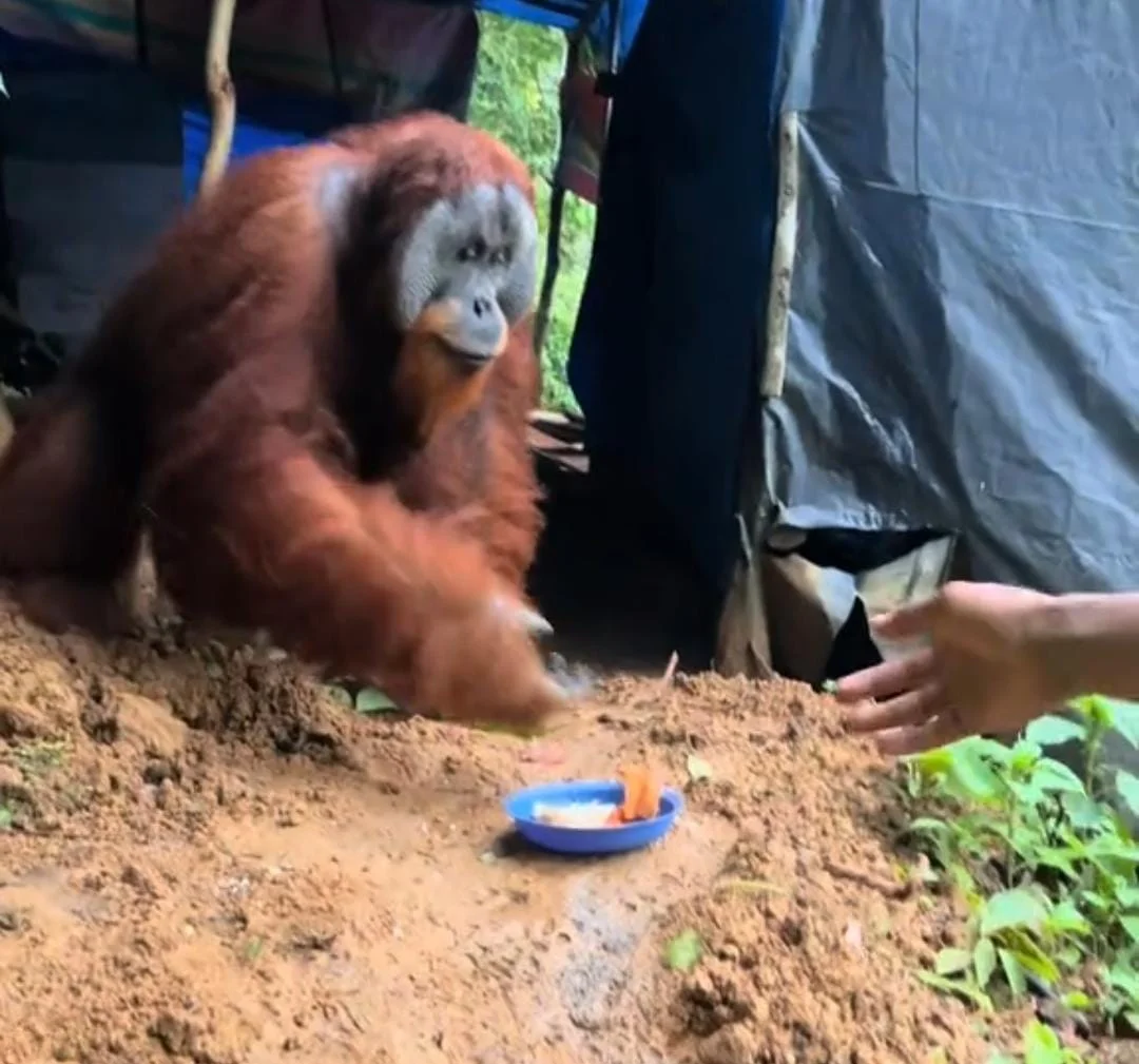 Video Orangutan Masuk Tenda Viral Lagi, BKSDA Aceh Pastikan Rekaman Lama