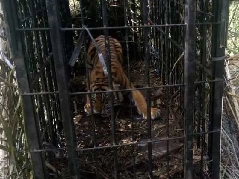Viral Karena Buntuti Pekerja, Harimau Sumatera Dievakuasi BKSDA Sumbar