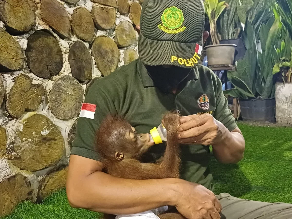 Viral karena Digendong Saat Berkendara, Bayi Orangutan Peliharaan Diamankan BKSDA Sampit