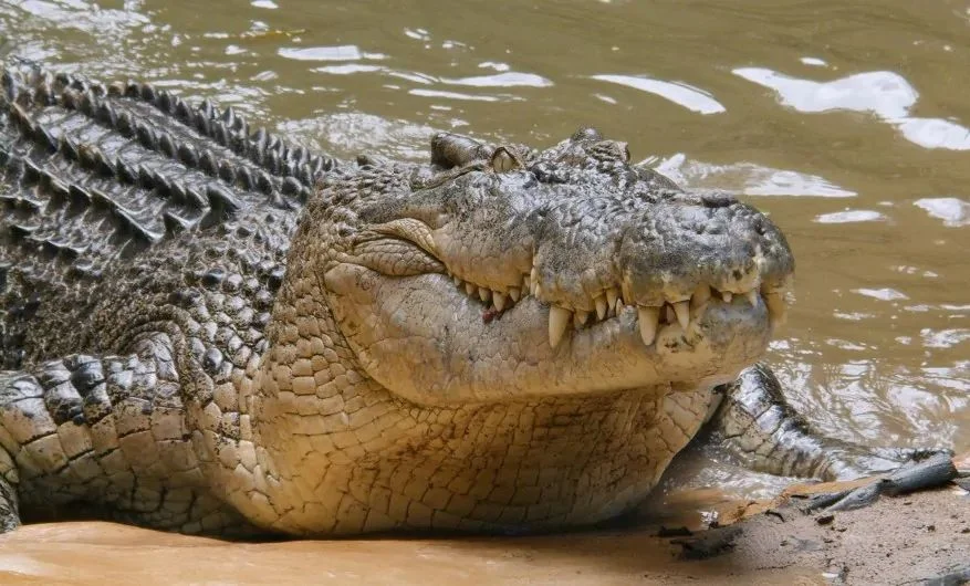 Ilustrasi buaya muara Crocodylus porosus Foto Currumbin Sanctuary - Warga Aceh Timur Ditemukan Meninggal Setelah 24 Jam Pe...