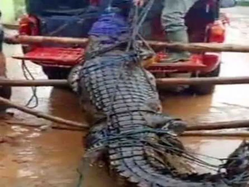 Warga di Sulawesi Tenggara Tangkap Buaya Sepanjang 3,9 Meter di Saluran Irigasi
