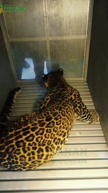 Warga Kuningan Geger, Macan Tutul Terjebak di Balai Desa