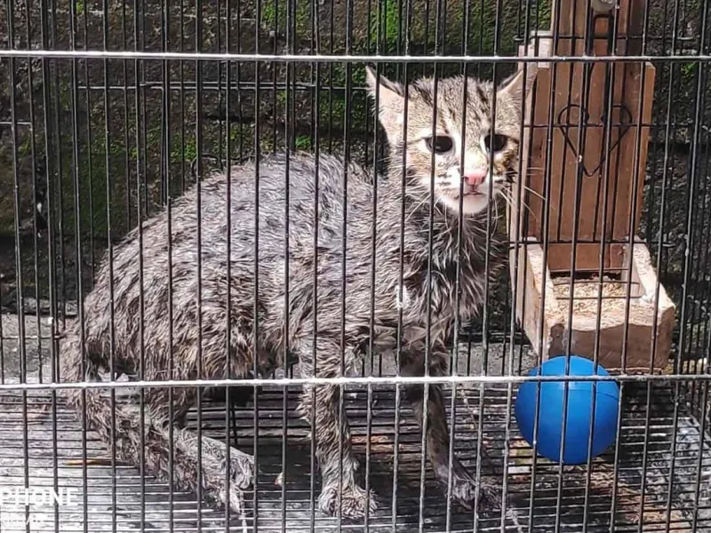 Warga Lamongan Selamatkan Kucing Kuwuk yang Masuk Sumur