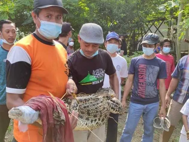 Warga Tangkap Buaya Muara di Bantaran Sungai Bengawan Solo