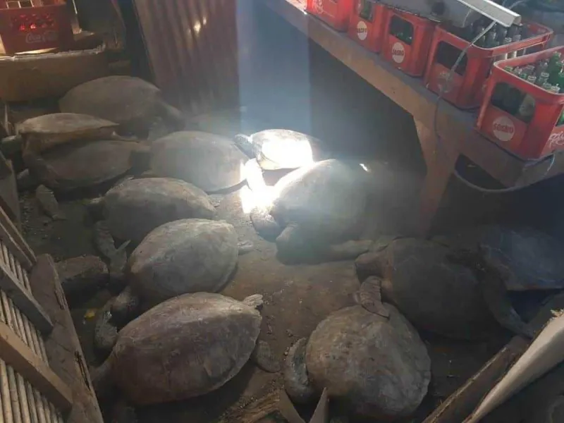 Pengusaha Warung Makan Diamankan Polisi Karena Perdagangkan Daging Penyu