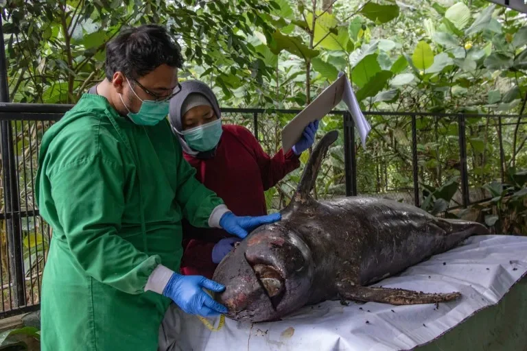 Yayasan Alobi Lakukan Nekropsi Pesut Laut yang Ditemukan Mati di Perairan Bangka
