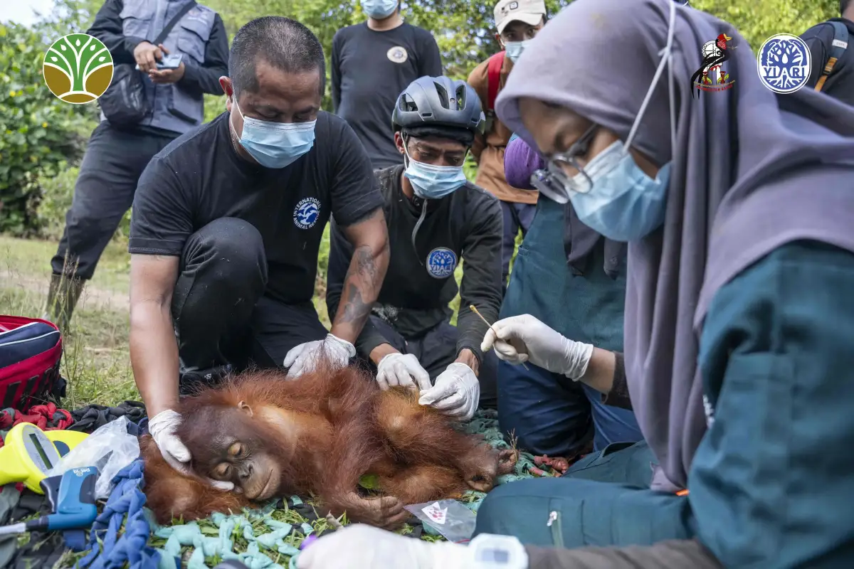 YIARI dan BKSDA Translokasi Induk dan Anak Orangutan di Kalbar
