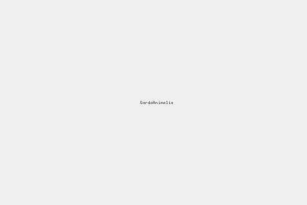 Ilustrasi pengadilan. | Sumber: Billion Photos/Canva