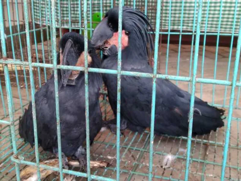 11 Satwa Endemik Papua Diselamatkan dari Penyelundupan