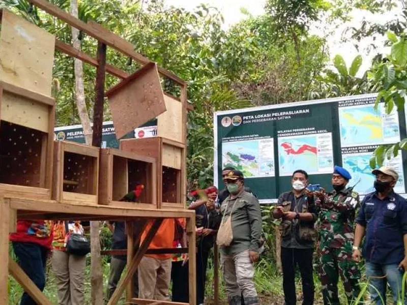 12 Satwa Hasil Penegakkan Hukum Dilepasliarkan BBKSDA Papua