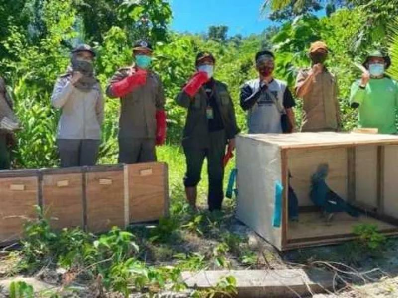 Featured image for 17 Satwa Dilindungi Hasil Sitaan Dilepasliarkan di Papua Barat