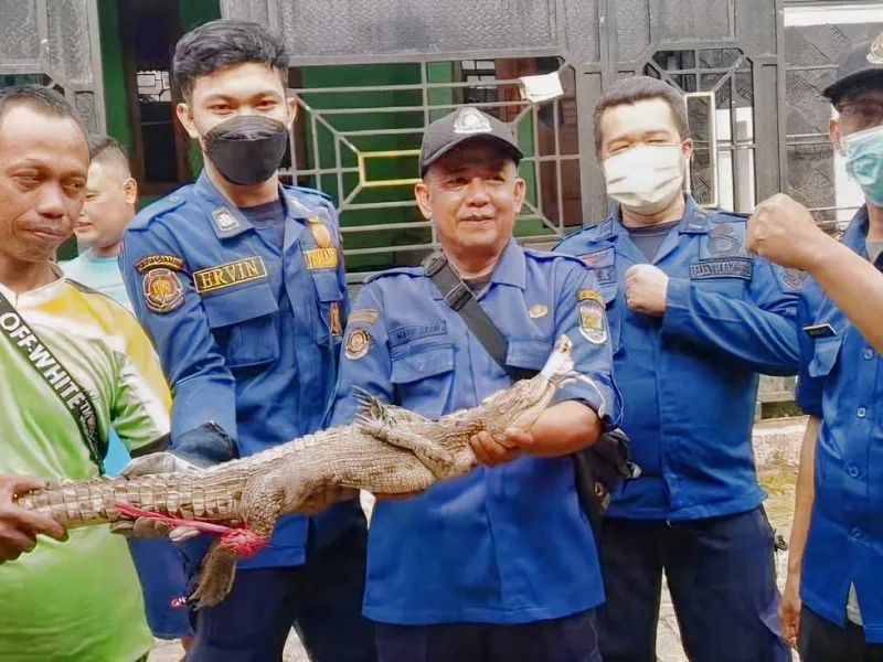 Featured image for 2 Buaya Perampok Serahan Warga Dievakuasi BPBD Kabupaten Tangerang