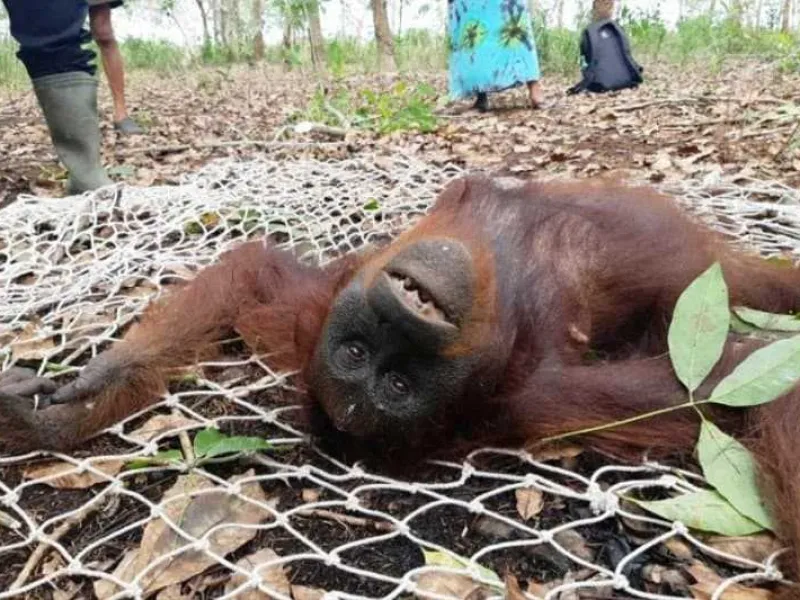 2 Orang Utan Masuk Kebun Karet Warga Karena Kesulitan Makanan di Habitat