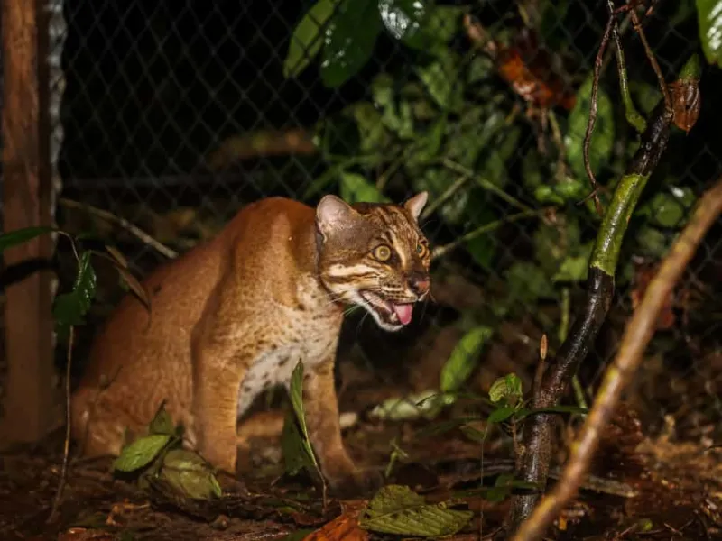 2 Tahun Direhabilitasi, 2 Kucing Emas Korban Perdagangan Dilepasliarkan