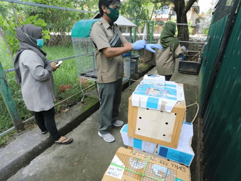25 Burung Sitaan BBKSDA Jatim Dikembalikan ke Habitatnya di Sulawesi
