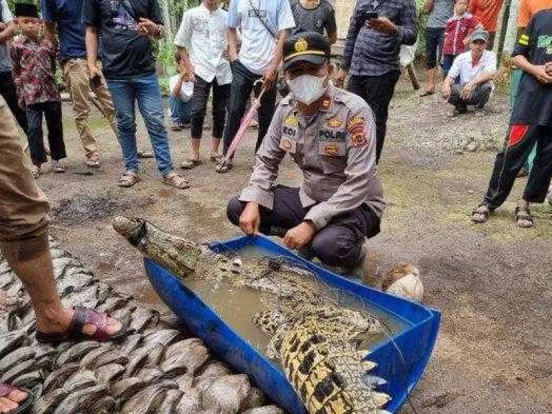 3 Buaya Muncul di Parit Bilal, Satu Ekor Sudah Ditangkap