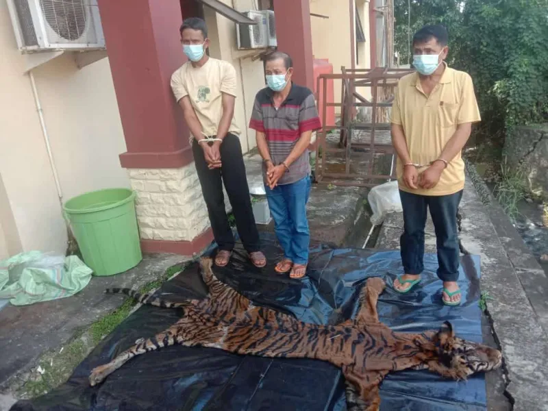 3 Tersangka Pedagang Kulit dan Organ Harimau Sumatera Ditangkap