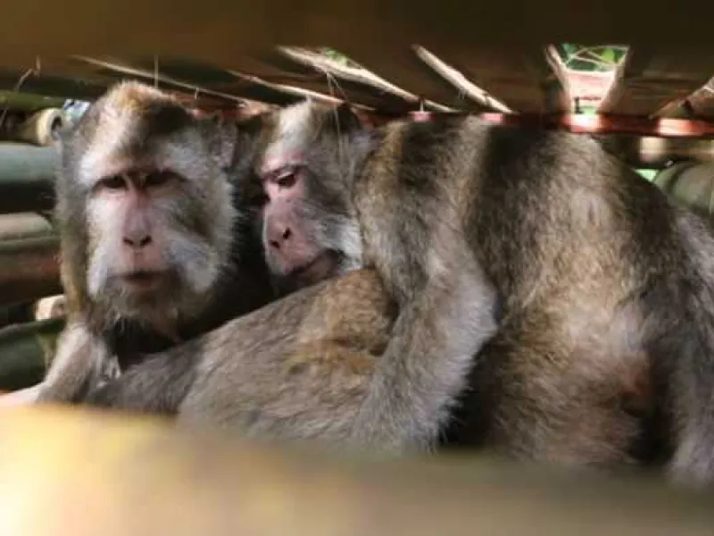 4 Fakta tentang Pemeliharaan Monyet Ekor Panjang
